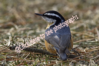 Click here to see photographs of Sittidae (Nuthatch) birds
