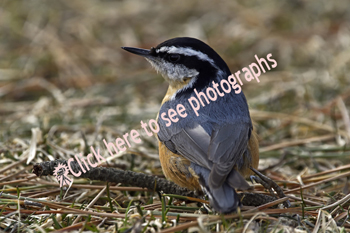 Liberty State Park, Jersey City, NJ 2019-8ds-7788, Red-breasted Nuthatch