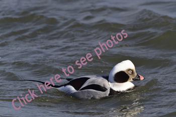 Click here to see more photographs of Long-tailed Duck by Maria Savidis