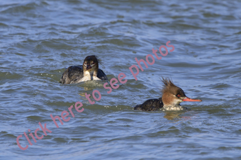 Click here to see more photographs of Merganser by Maria Savidis