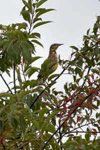 Lyndhurst, NJ 2017-8DS-7039, Eastern Meadowlark