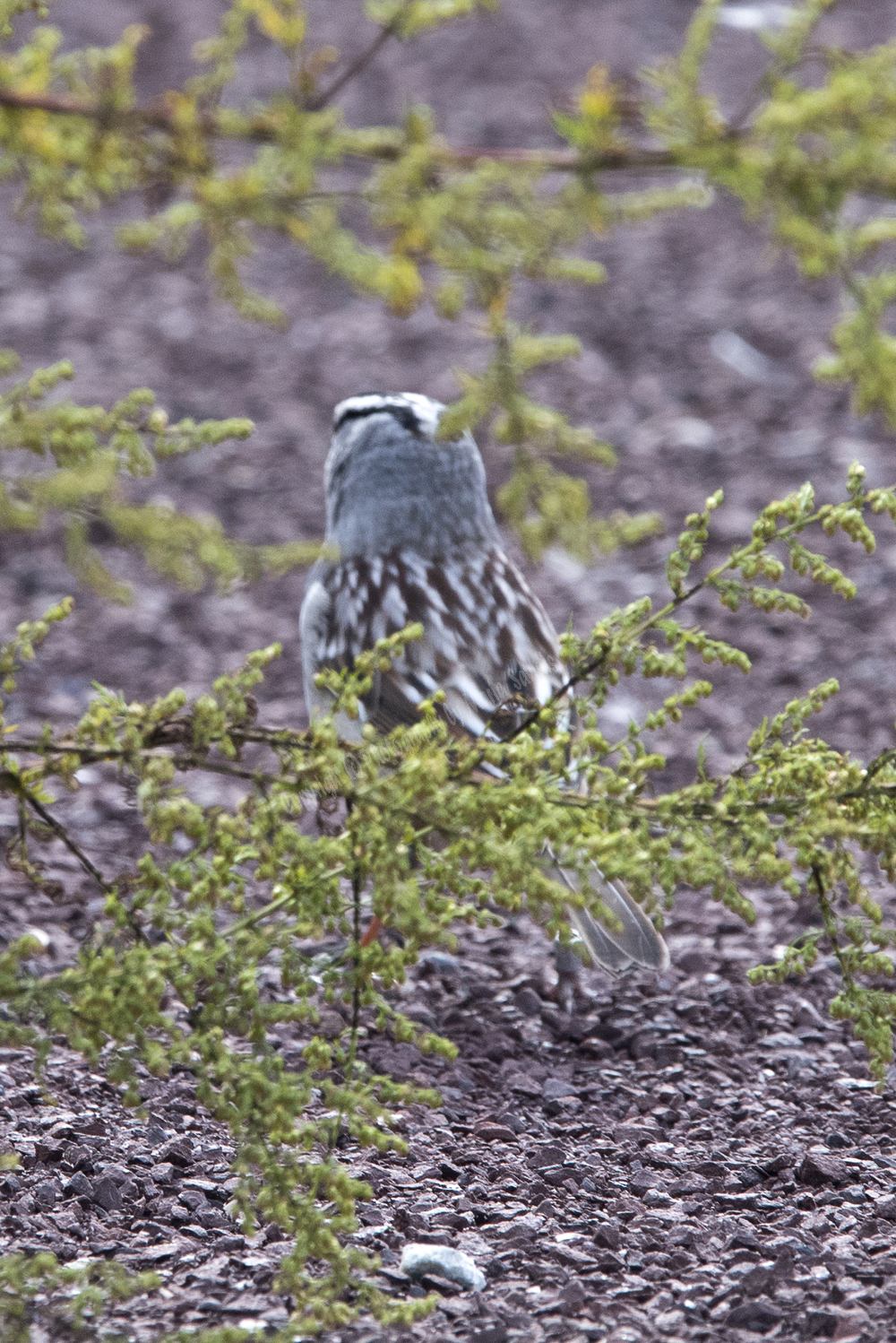 White-crowned Sparrow