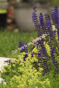 Maplewood, NJ June 2017-8ds-2305CR, Goldfinch