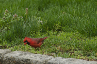 Maplewood, NJ 2017-70D-7486, Cardinal