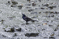 Maplewood, NJ 2017-71d-4492, Common Grackle