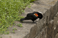 Maplewood, NJ June 2017-8ds-2453, Red Winged Blackbird