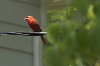 Maplewood, NJ June 2017-8ds-2477, Male Cardinal