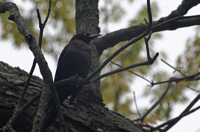 Memorial Park, Maplewood 2017-70D-7444 -Crow