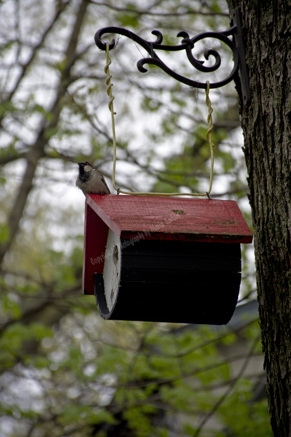 House Sparrow on his birdhouse, Maplewood, NJ 2017