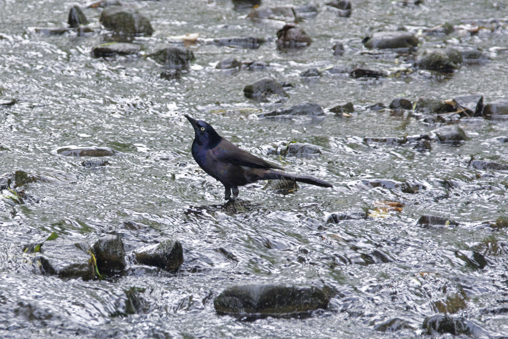 Common Grackle