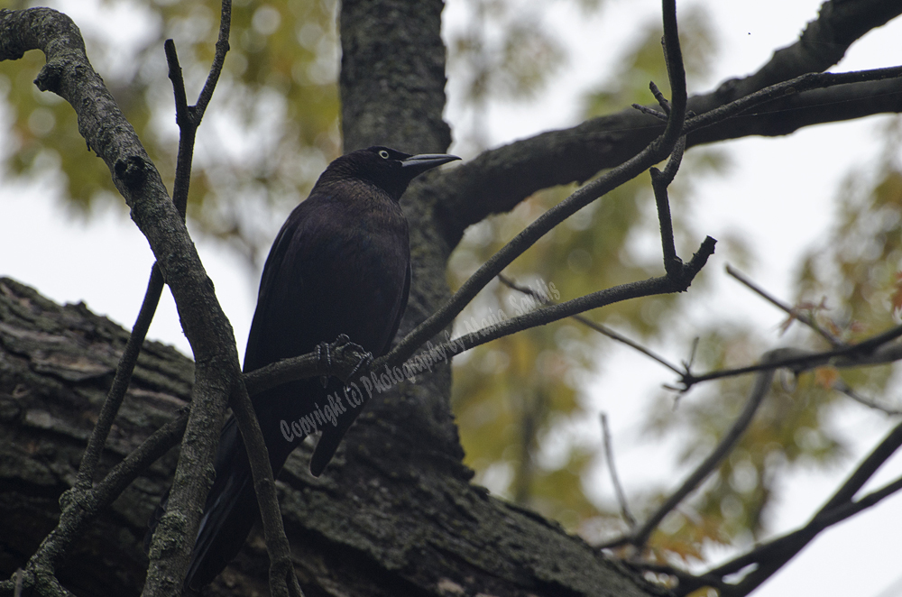 American Crow, Maplewood, NJ