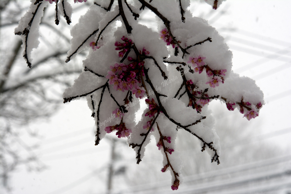 Snow on a Cherry Tree, Maplewood, NJ April 2018