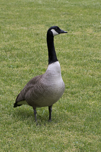 Montclair, NJ 2017-8DS-1964, Canada Goose