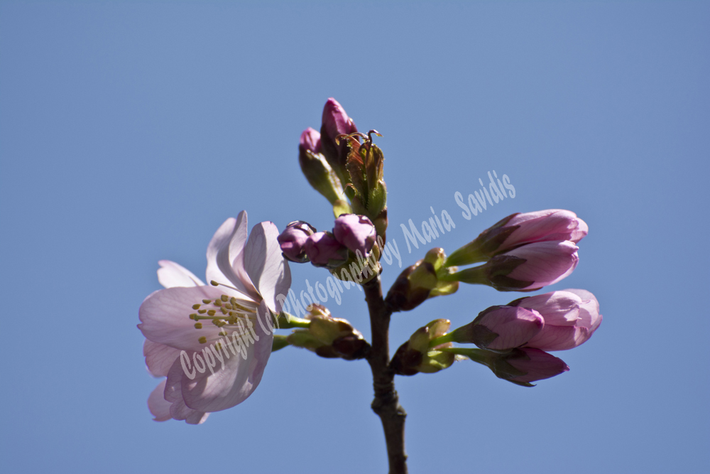 Cherry Blossoms, Branch Brook Park, Newark, NJ 