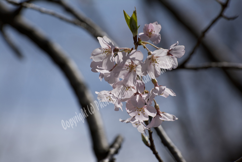 Cherry Blossoms, Branch Brook Park, Newark, NJ 
