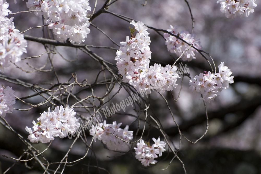 Cherry Blossoms, Branch Brook Park, Newark, NJ 