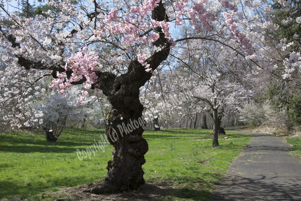 Cherry Blossoms, Branch Brook Park, Newark, NJ 
