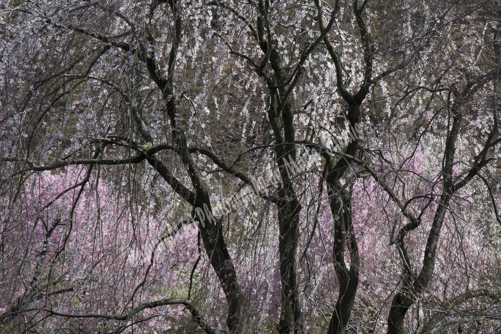 Cherry Blossoms, Branch Brook Park, Newark, NJ 