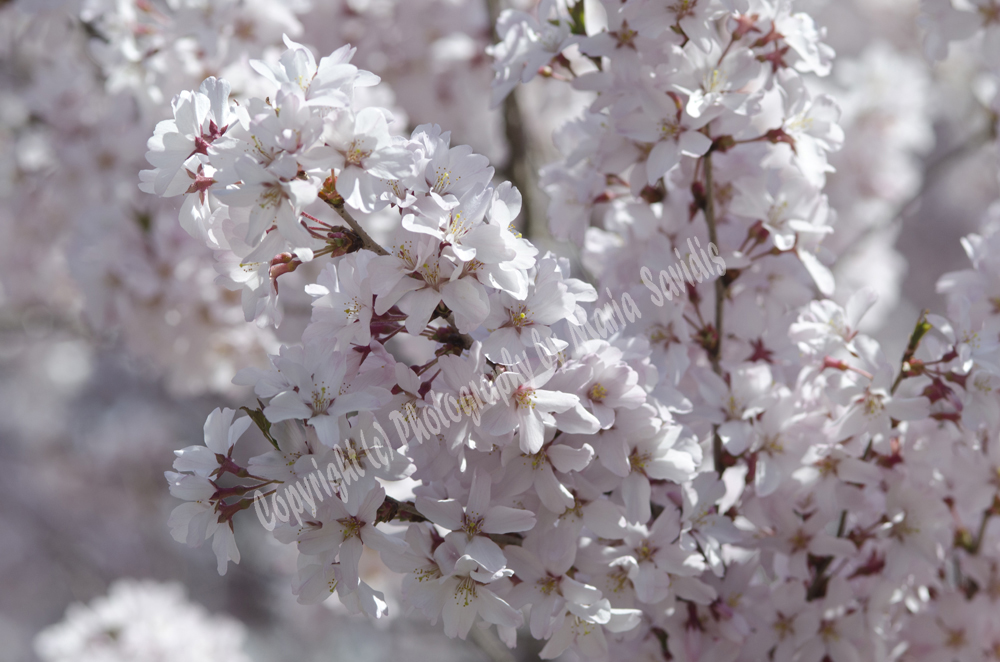 Cherry Blossoms, Branch Brook Park, Newark, NJ 