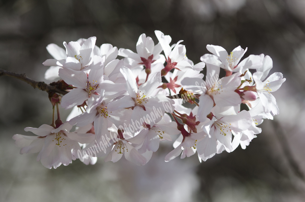 Cherry Blossoms, Branch Brook Park, Newark, NJ 