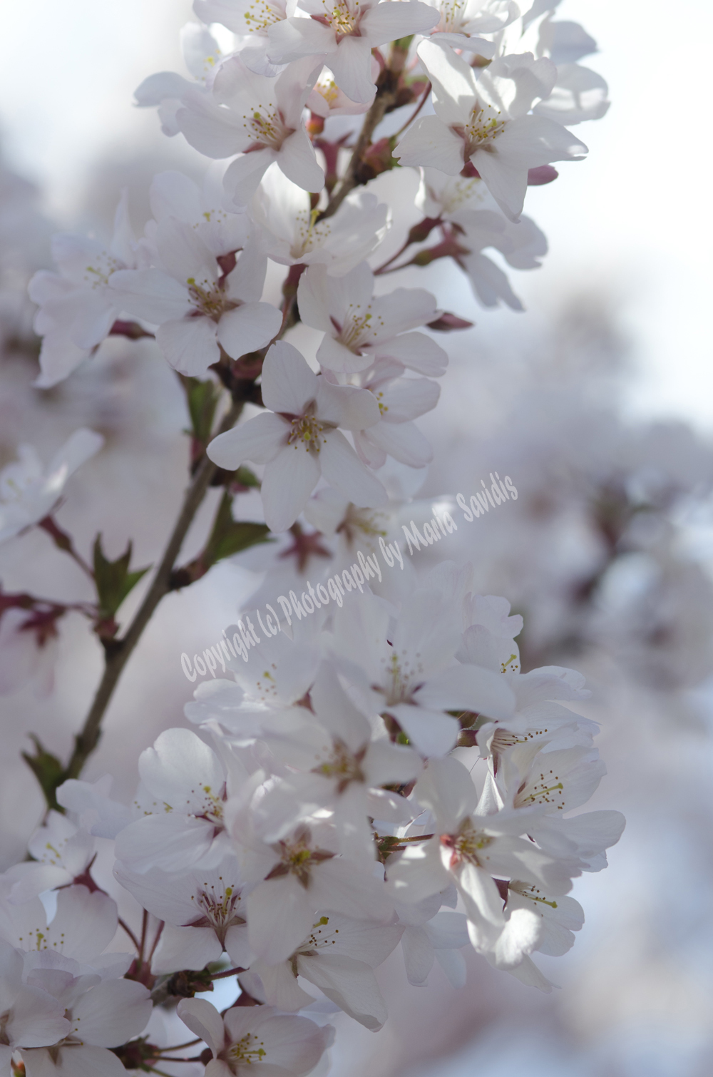 Cherry Blossoms, Branch Brook Park, Newark, NJ 