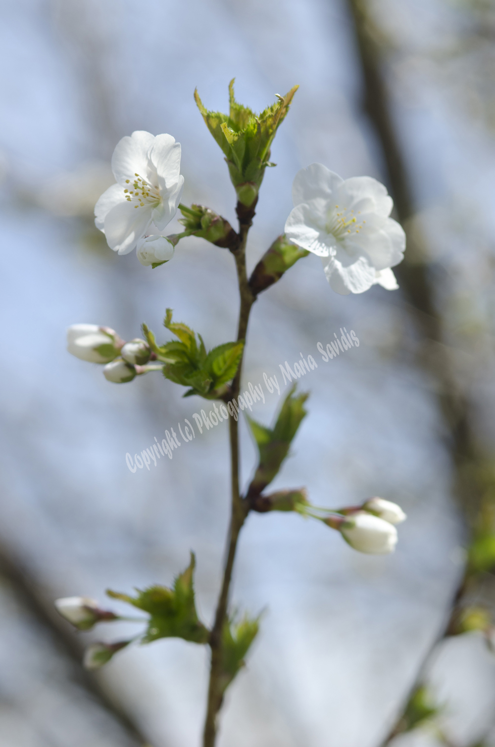Cherry Blossoms, Branch Brook Park, Newark, NJ 