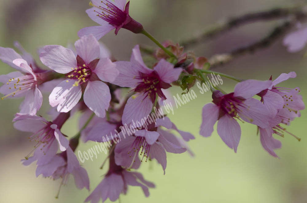 Cherry Blossoms, Branch Brook Park, Newark, NJ 