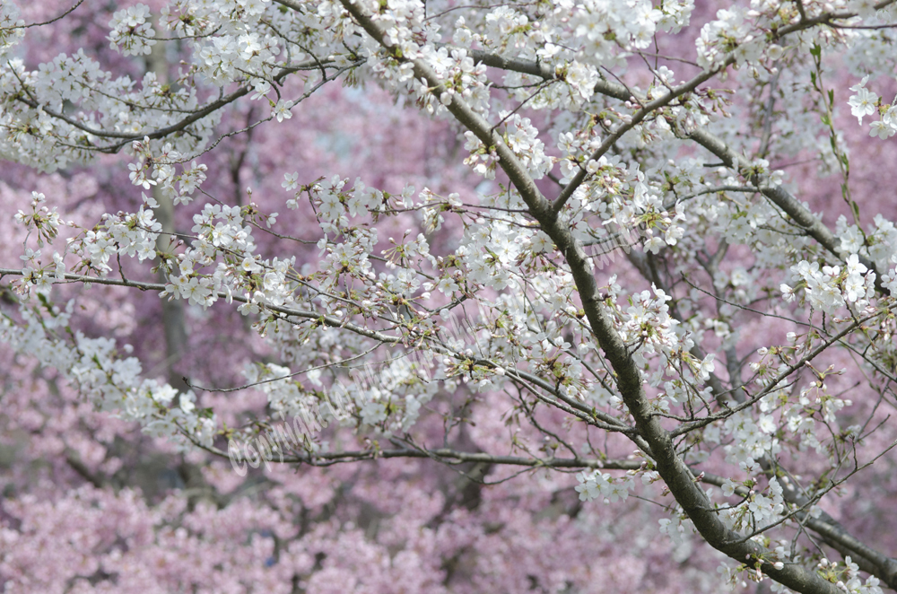 Cherry Blossoms, Branch Brook Park, Newark, NJ 