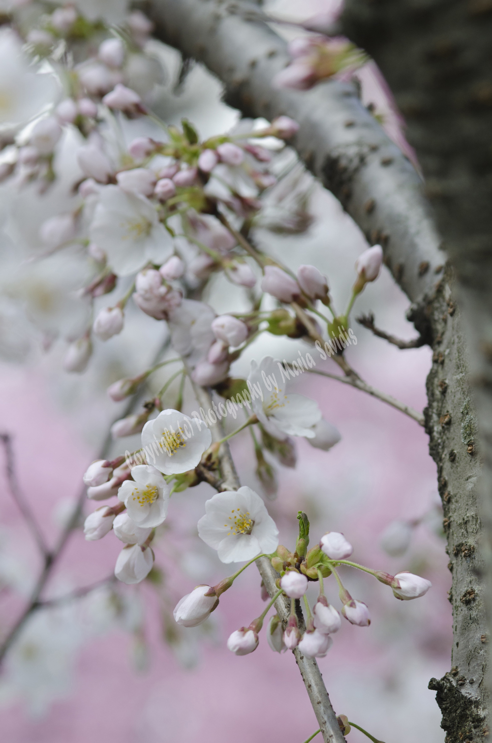 Cherry Blossoms, Branch Brook Park, Newark, NJ 