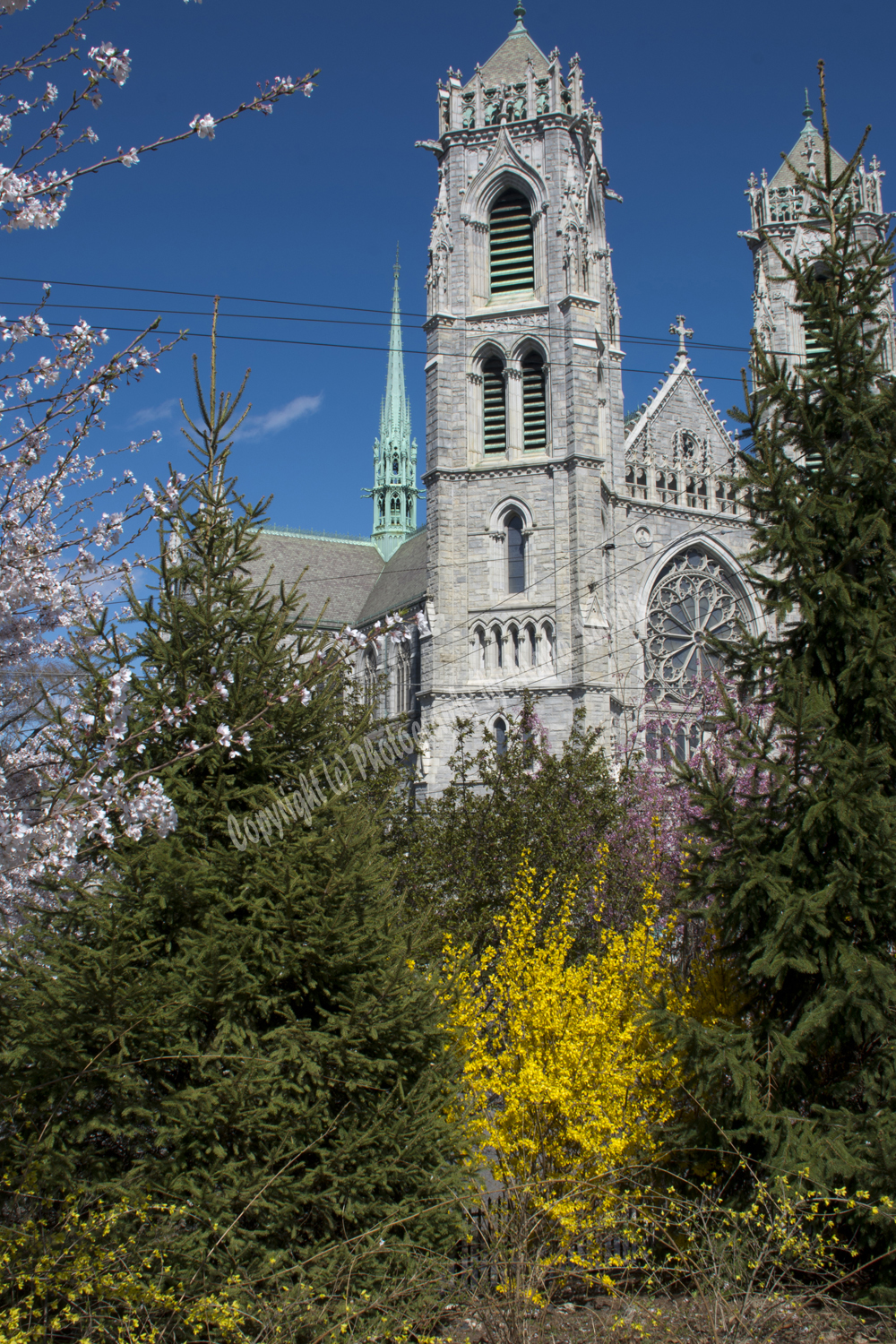 Cherry Blossoms, Branch Brook Park, Newark, NJ 