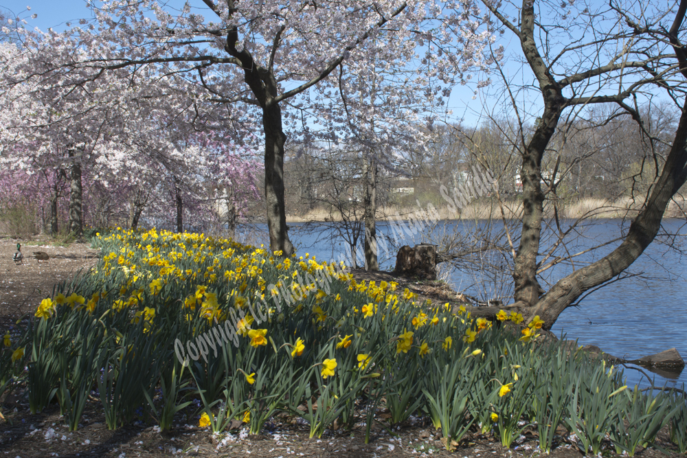 Cherry Blossoms, Branch Brook Park, Newark, NJ 