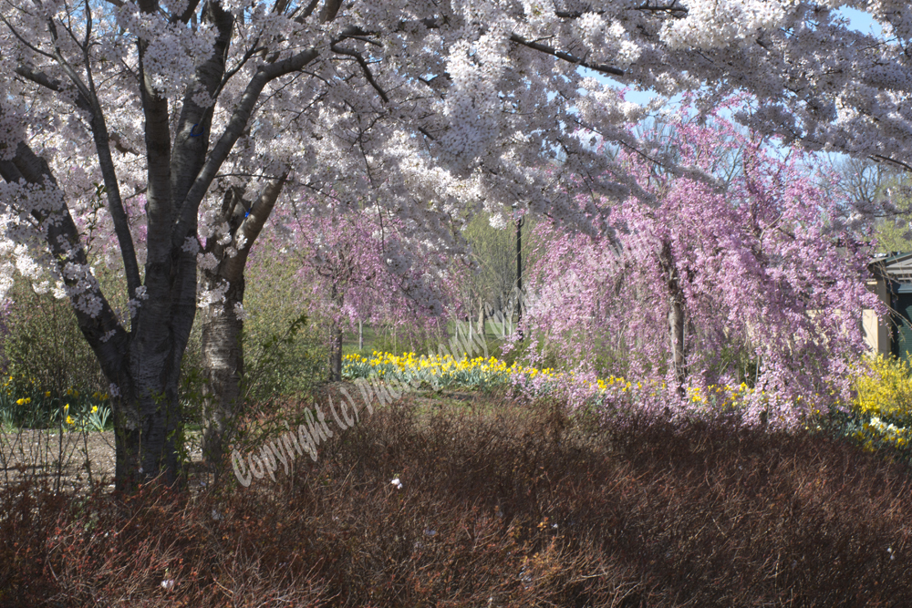 Cherry Blossoms, Branch Brook Park, Newark, NJ 