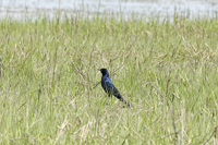 Nummy Island, NJ 2018-71d-1784, Male Boat-tailed Grackle