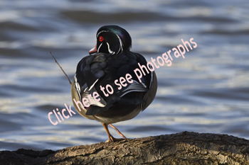 Click here to see photographs of Wood Ducks
