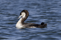 Manasquan Inlet, Point Pleasant Beach, NJ 2019-8ds-8180, Common Loon