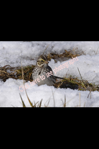 AT & T Historical Pole Farm, Pennington, NJ 2019-8ds-7106, Savannah Sparrow