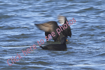 Click here to see more photographs of the Scoter family, including Black Scoter, Surf Scoter and White-winged scoter