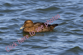 Click here to see photographs of Eider Ducks by Maria Savidis