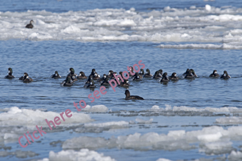 Click here to see more photos from the Scaup collection