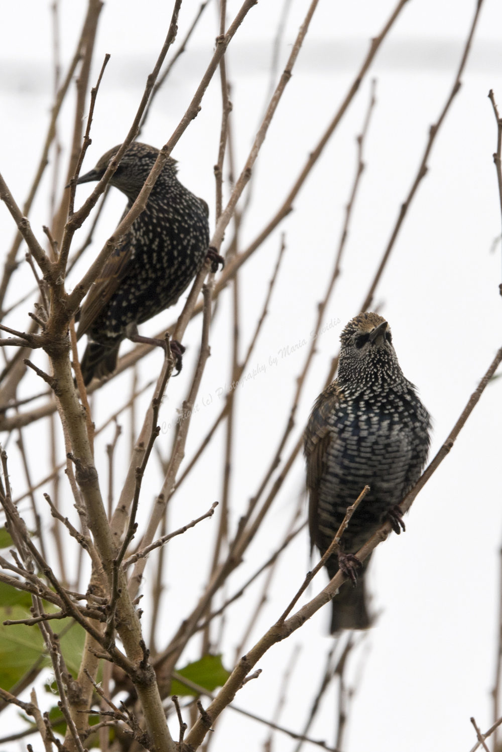 European Starling