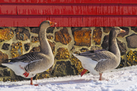 Smithville, NJ 2019-8ds-4787, Domestic Graylag Goose