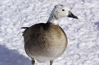 Smithville, NJ 2019-8ds-4823, Hybrid Canada Goose X Domestic Graylag