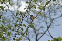 Baltimore Oriole, South Mountain Reservation, Maplewood, NJ 2017-70d-7597