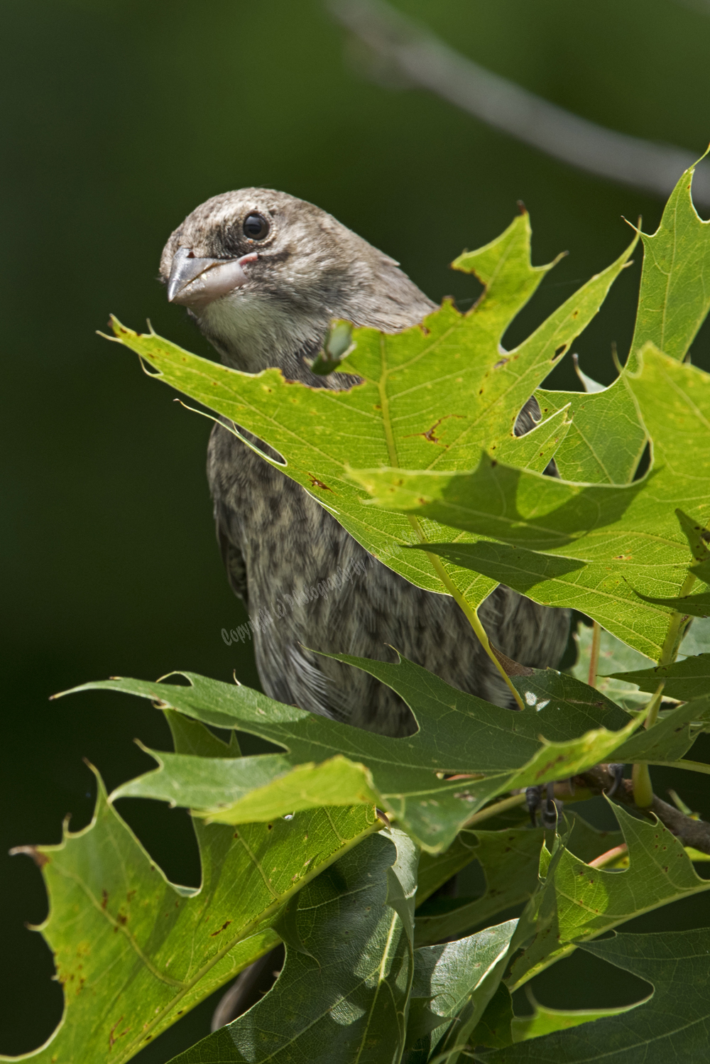 Juvenile Female Brown-headed Cowbird, West Orange, NJ