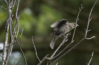 West Orange, NJ July 2017-8ds-2992 Juvenile Female Brown-headed Cowbird