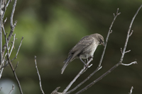 West Orange, NJ July 2017-8ds-2993 Juvenile Female Brown-headed Cowbird