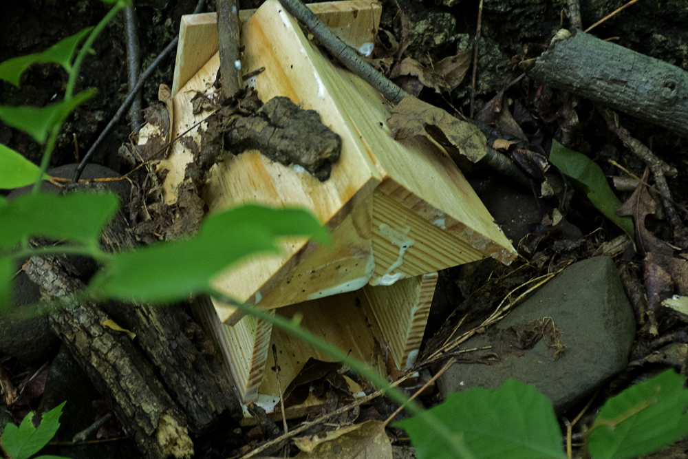 Fairy Trail, Rahway River Trail, South Mountain Reservation, Millburn, NJ