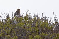 Stone Harbor Point, NJ Spring 2018-71D-1699, Blue Grosbeak