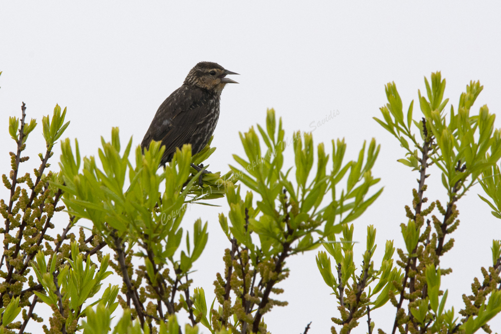 Female Red-winged Blackbird, Stone Harbor Point, NJ 2018