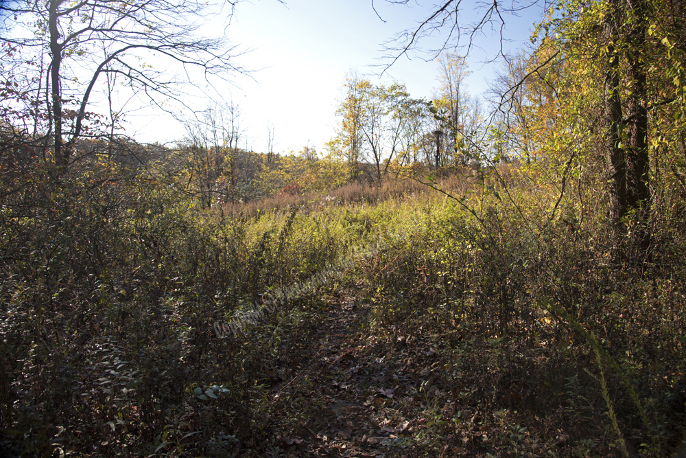 Autumn in Watchung Reservation, Union County, NJ